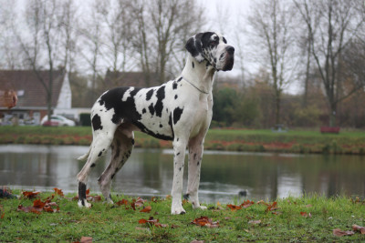 Étalon Dogue allemand - Vidi vici Black Dogs Of Go Spirit