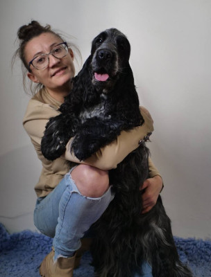 Étalon Cocker Spaniel Anglais - della fiumana Mr important