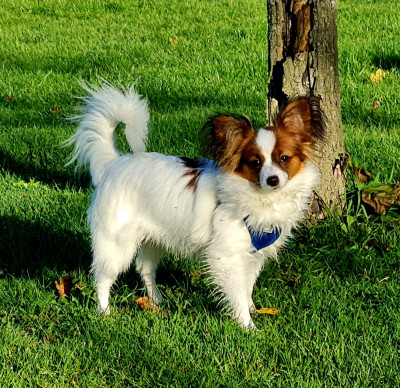 Étalon Epagneul nain Continental (Papillon) - Abelia Du Domaine De Hunaudaye