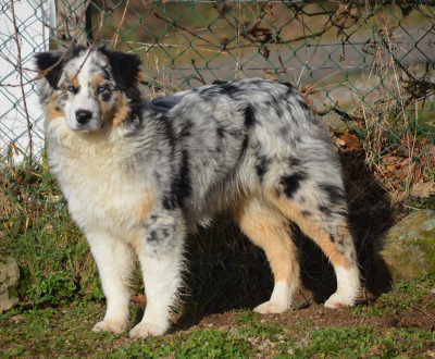 Étalon Berger Australien - Victime de la mode du domaine de la Camosciara