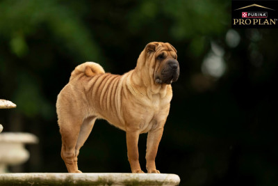 Étalon Shar Pei - dot de rides Guerlain insolence at nuorilang