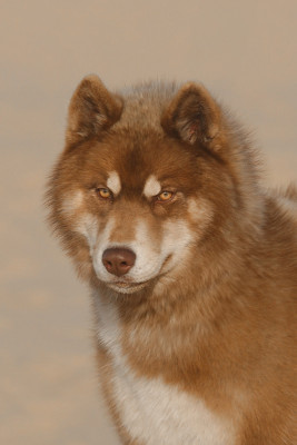 Étalon Siberian Husky - V'rheana Of Umok's Dreams