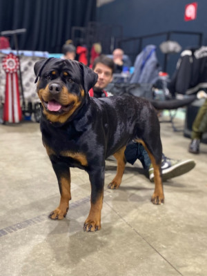 Étalon Rottweiler - Legendarivs Canis Veni vidi vici