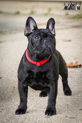 Étalon Bouledogue français - Yoggy at Crazy Dreams of Corabelli