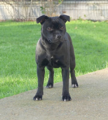 Étalon Staffordshire Bull Terrier - A black pearl Ofthe Puil