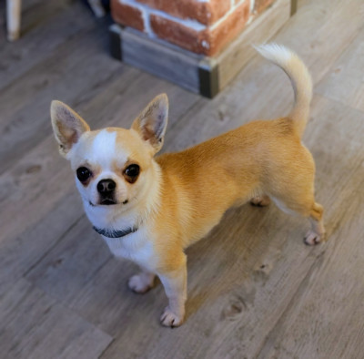 Étalon Chihuahua - legado de lagos Veejim octavio