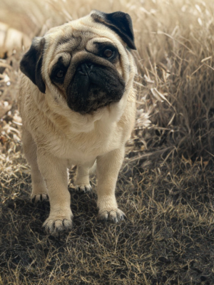 Étalon Carlin - Skully Du Clos De Compostelle