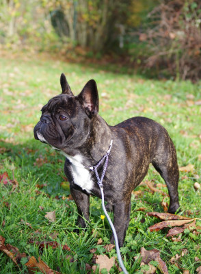 Étalon Bouledogue français - darclee Mancera black anatole
