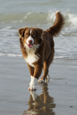 Étalon Berger Américain Miniature - Aïka Des Onyx Du Mont Clair