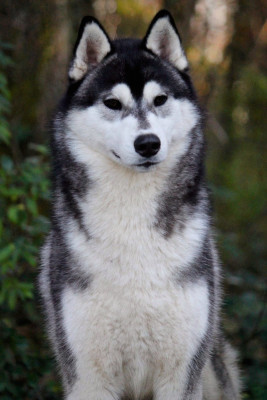 Étalon Siberian Husky - Valiant leif de Daybreak Northern