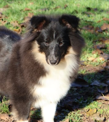 Étalon Shetland Sheepdog - AÏvy dark power des Bordes Rouges