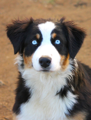Étalon Berger Australien - Akwa des Anges de Cedahkiss