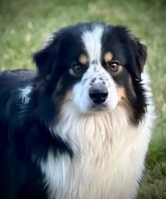 image de Kiss a dream