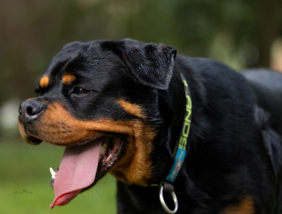 Étalon Rottweiler - Viktoria von der wharen kraft