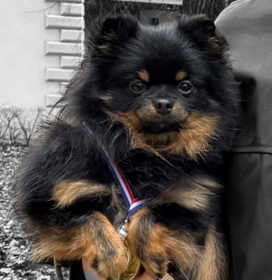 Étalon Spitz allemand - Viny l?ourson de lounanouchka