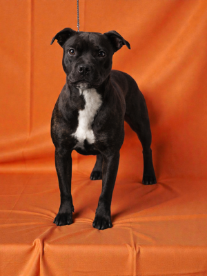 Étalon Staffordshire Bull Terrier - Anna De La Terre Des Bulls