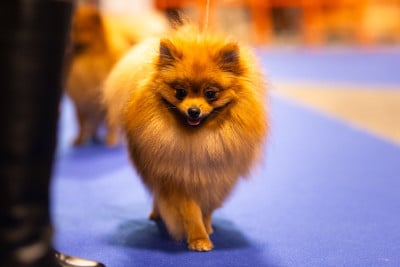 Étalon Spitz allemand - Vayana Des Punchy Diamonds