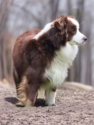 Étalon Berger Américain Miniature - Valeureuse patte d ours Des Plaines De Barbizon