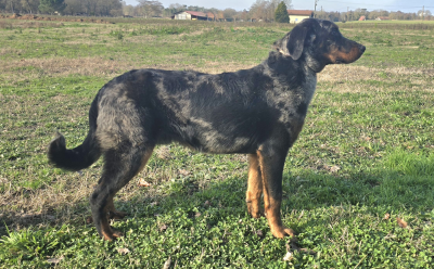 Étalon Berger de Beauce - Alvin Du Clos Des Loutres