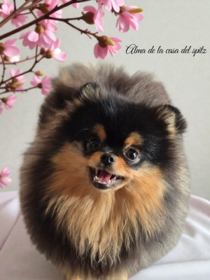 Étalon Spitz allemand - Alma De La Casa Del Spitz