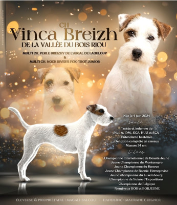 Étalon Parson Russell Terrier - CH. Vinca breizh De La Vallée Du Bois Riou