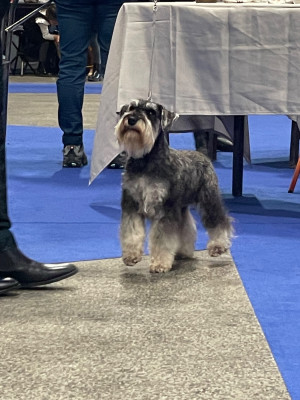 Étalon Schnauzer miniature - Albert de la Vallee de Buire