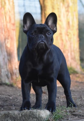 Étalon Bouledogue français - Amour psyché de l'Or Noir De Paris