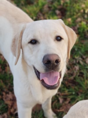 Étalon Labrador Retriever - Alpha (Sans Affixe)