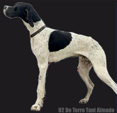 Étalon Pointer - U2 De Terro Tant Aïmado