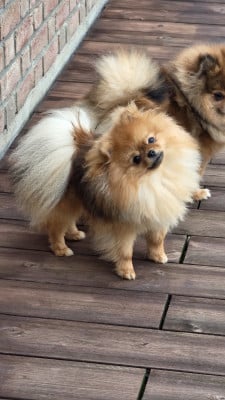 Étalon Spitz allemand - natalis luxury Baddi de luxe