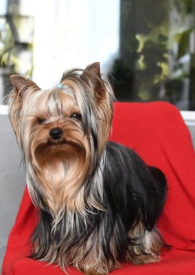 Étalon Yorkshire Terrier - Vérone Eternal Blue Diamond