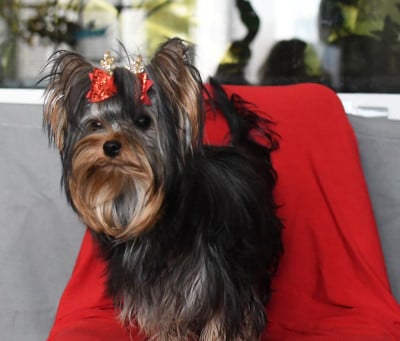 Étalon Yorkshire Terrier - Astra bella angel's light