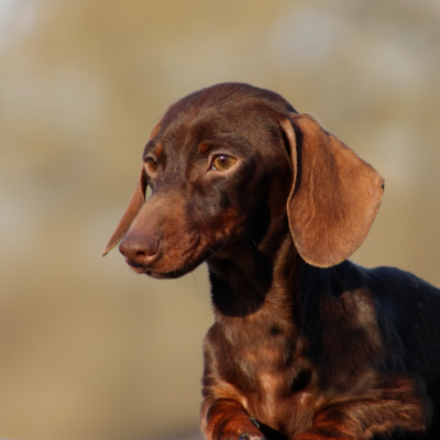 Étalon Teckel poil ras - Gabéric's An erge-vras