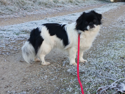 Étalon Epagneul tibetain - Astrale d'Elocera Parck