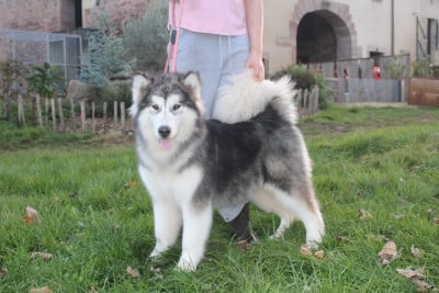 Étalon Alaskan Malamute - Alpha Royal Fluffy