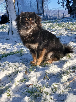 Étalon Epagneul tibetain - Vaya de la légende des elfes