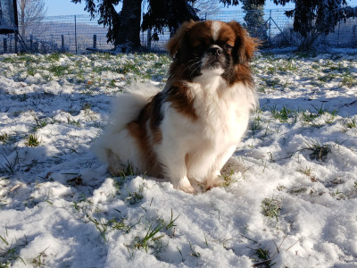 Étalon Epagneul tibetain - Vanille d'Elocera Parck