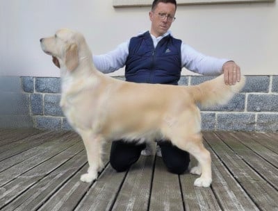 Étalon Golden Retriever - Vran velen de Bihan ki breizh