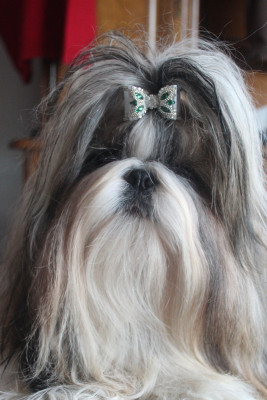 Étalon Shih Tzu - CH. J « Queen » V Queen Of Legendary Tibetan