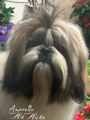 Étalon Shih Tzu - « oscar » Amaretto ad acte