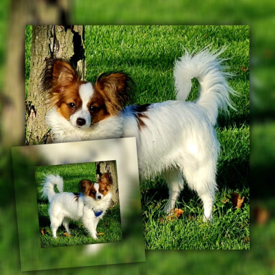 Étalon Epagneul nain Continental (Papillon) - Abelia Du Domaine De Hunaudaye