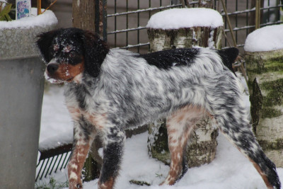 Étalon Epagneul Breton - Ava De La Vallée De La Py