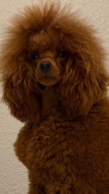 Étalon Caniche - Abu Du pré moussey