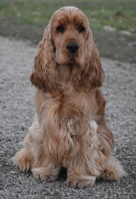 Étalon Cocker Spaniel Anglais - CH. mamonova's Star de rêve