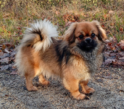 Étalon Epagneul tibetain - Always the sun de La Valoubiere