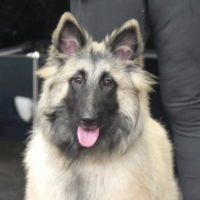 Étalon Berger Belge - Ansuz Des Terres D'Yggdrasil