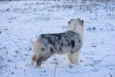 Étalon Berger Australien - A million dreams De La Tour Brune