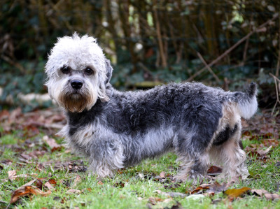 Étalon Dandie Dinmont Terrier - Flick z medunkove strane