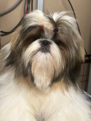 Étalon Shih Tzu - « Paillette » Angel Of Legendary Tibetan