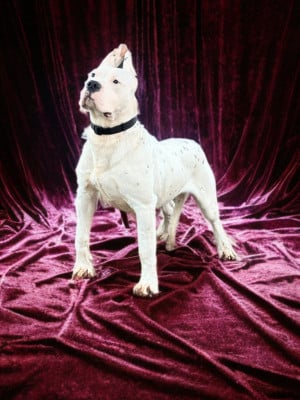 Étalon Dogo Argentino - Astro del Sueno Latino